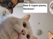 Тот, кто рано встает… Тот мяукает, царапается, носится по квартире, и получает тапком: веселые шутки о котах
