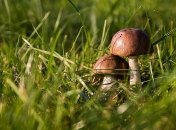 Супрун рассказала, как выбрать безопасные грибы