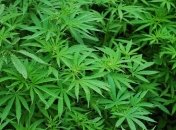 В ЮАР легализовали марихуану