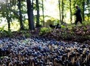 Укрепи иммунитет