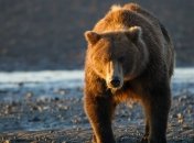 В Якутии будут отстреливать медведей