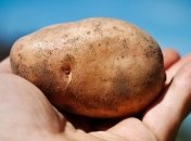 Почти 2 млн тонн картофеля планируют собрать во Львовской области