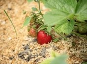 Мульчування полуниці