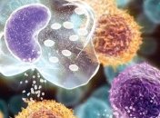 Ученые нашли способ заставить иммунную систему бороться с раком