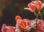 Мартын-лисогон: приметы и обряды на 27 апреля