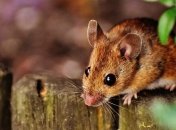 Ученым впервые удалось повлиять на наследование генов у мышей