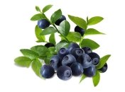 Черника в детском питании