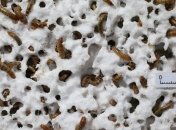 Мучные черви оказались способны питаться пенопластом