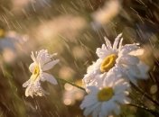 В Украине начало недели будет теплым и дождливым