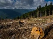 Гослесагентство обнародовало цифры с объемами незаконной вырубки леса в Украине