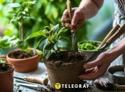 Рослини потрібно регулярно пересаджувати (зображення створено за допомогою ШІ)