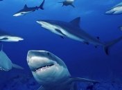 К берегам Австралии приближаются акулы
