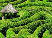 Самые необычные в мире лабиринты из живой изгороди (Фото)