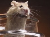 В Израиле используют мышей для поиска взрывных устройств 