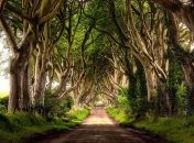 Деревья помогли установить время величайших засух в истории