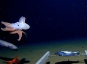 Биологам удалось запечатлеть самого глубоководного "осьминога Дамбо" (Фото)