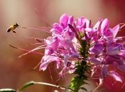 Приметы и обряды на 30 октября – День Осия Колесника