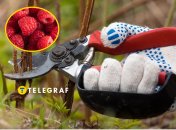 Обрезка малины