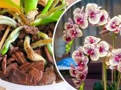 Орхідеї потрібно забезпечувати умови, необхідні для її правильного розвитку