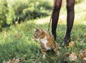 Какой сегодня праздник - Филиппов день