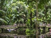 Природа - лучший художник: самые созерцательные леса нашей планеты (Фото)