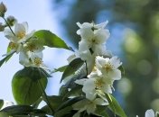 Домашние растения, которые помогут лучше спать