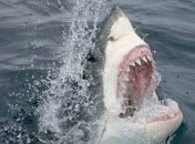 Акула випригнула з води і відкусила п'ятку чоловіку на параплані: момент НП зняли на відео