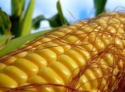 Павленко: Украина стала крупнейшим экспортером кукурузы в Китай