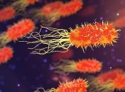 Весьма неожиданно: бактерии умеют "кричать" и делают это, когда умирают