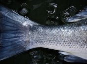 Експорт української мороженої риби зріс на 22% 