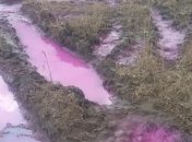 Жителей Ровенщины шокировали лужи ярко-розового цвета: экоинспекция начала расследование (фото)