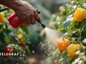 Такая подкормка прекрасно подойдет и перцам, и томатам