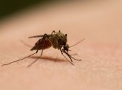 На Харьковщине зафиксировали малярию