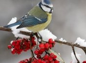 "Весна" в декабре: в Украине будет тепло и пасмурно 