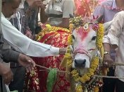 17$ тысяч за свадьбу быка и коровы