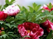 Погода в Украине 25 мая: пасмурно, местами дождь 