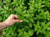 Мята может из украшения сада превратиться в проблему