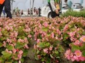 В китайской глубинке небезопасно срывать цветы с клумбы 