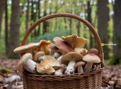 Як визначити якість гриба без розрізів