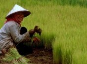 Секрет тибетских лам: все вредное выведет рис