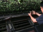 В контейнере с бананами нашли 8 тонн кокаина