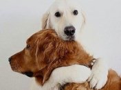 Про користь та значення обіймів для людини