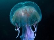 У берегов Сицилии установят сетки, которые защитят людей от медуз