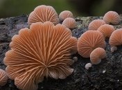 Необычные и странные грибы от австралийского фотографа Стива Эксфорда (Фото)