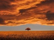 Вся надежда на леса и поля: ученые пытаются усилить поглощение парниковых газов