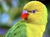 Попугая обвиняют в преступной деятельности