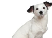 Пожилая итальянка оставила своей собаке наследство