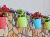 Топ кіматних рослин, які радують своїм цвітінням