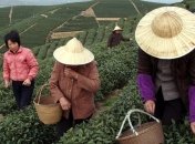 Зеленый чай помогает здоровью мозга