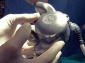 Небьющиеся искусственные сердца скоро начнут пересаживать людям 